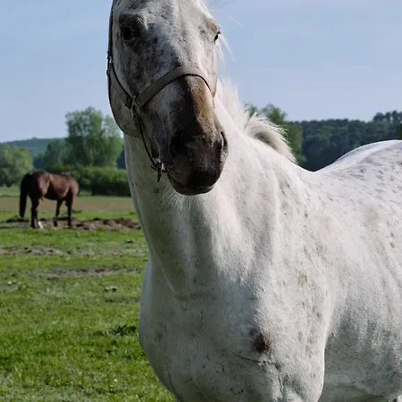 C13 Mit Balkon&nutzung Der Wellness-&aktivbereiche Im Pine Hill Apartment
